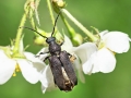 Stictoleptura_scutellata.jpg