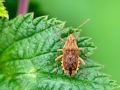 Stictopleurus_abutilon.jpg