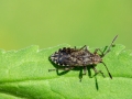 Stictopleurus punctatonervosus
