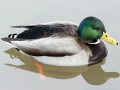 Stockente.jpg