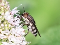 Stomorhina lunata