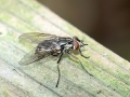 Stomoxys_calcitrans_Weibchen.jpg