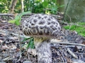 Strobilomyces_strobilaceus.jpg
