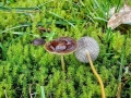 Strobilurus_tenacellus.jpg