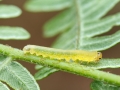 Strongylogaster_multifasciata_Larve.jpg