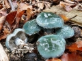 Stropharia aeruginosa