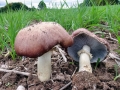 Stropharia_rugosoannulata.jpg