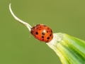 Subcoccinella vigintiquatuorpunctata