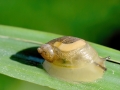 Succinea_putris.jpg