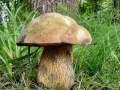 Suillellus_luridus.jpg