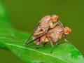 Suillia affinis