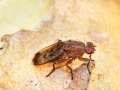 Suillia variegata