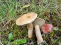 Suillus_bovinus.jpg