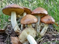 Suillus_granulatus.jpg