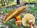 Suillus_grevillei.jpg
