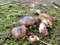 Suillus_luteus.jpg