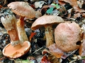 Suillus tridentinus