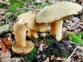Suillus variegatus