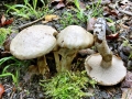 Suillus_viscidus.jpg