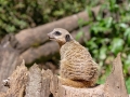Suricata_suricatta.jpg