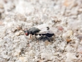 Sycophila_biguttata.jpg