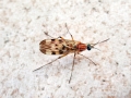 Sylvicola zetterstedti