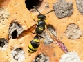 Symmorphus murarius