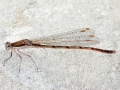Sympecma_fusca.jpg