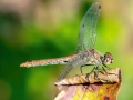 Sympetrum sanguineum