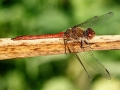 Sympetrum striolatum