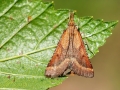 Synaphe punctalis