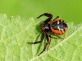 Synema globosum