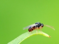 Synergus_gallaepomiformis.jpg
