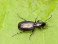 Syntomus foveatus