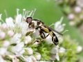 Syritta pipiens
