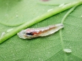 Syrphidae_Larve.jpg