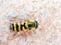 Syrphus ribesii