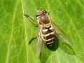 Syrphus_torvus_Weibchen.jpg