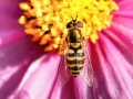 Syrphus vitripennis