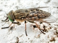 Tabanus bromius