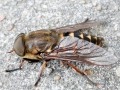 Tabanus sudeticus