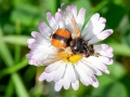 Tachina fera