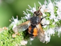 Tachina magnicornis