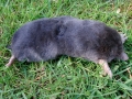 Talpa_europaea.jpg