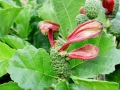 Taphrina alni