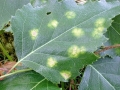 Taphrina betulae