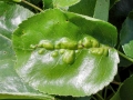 Taphrina_bullata.jpg