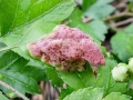 Taphrina_crataegi.jpg