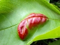 Taphrina_farlowii.jpg
