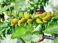 Taphrina_johansonii.jpg